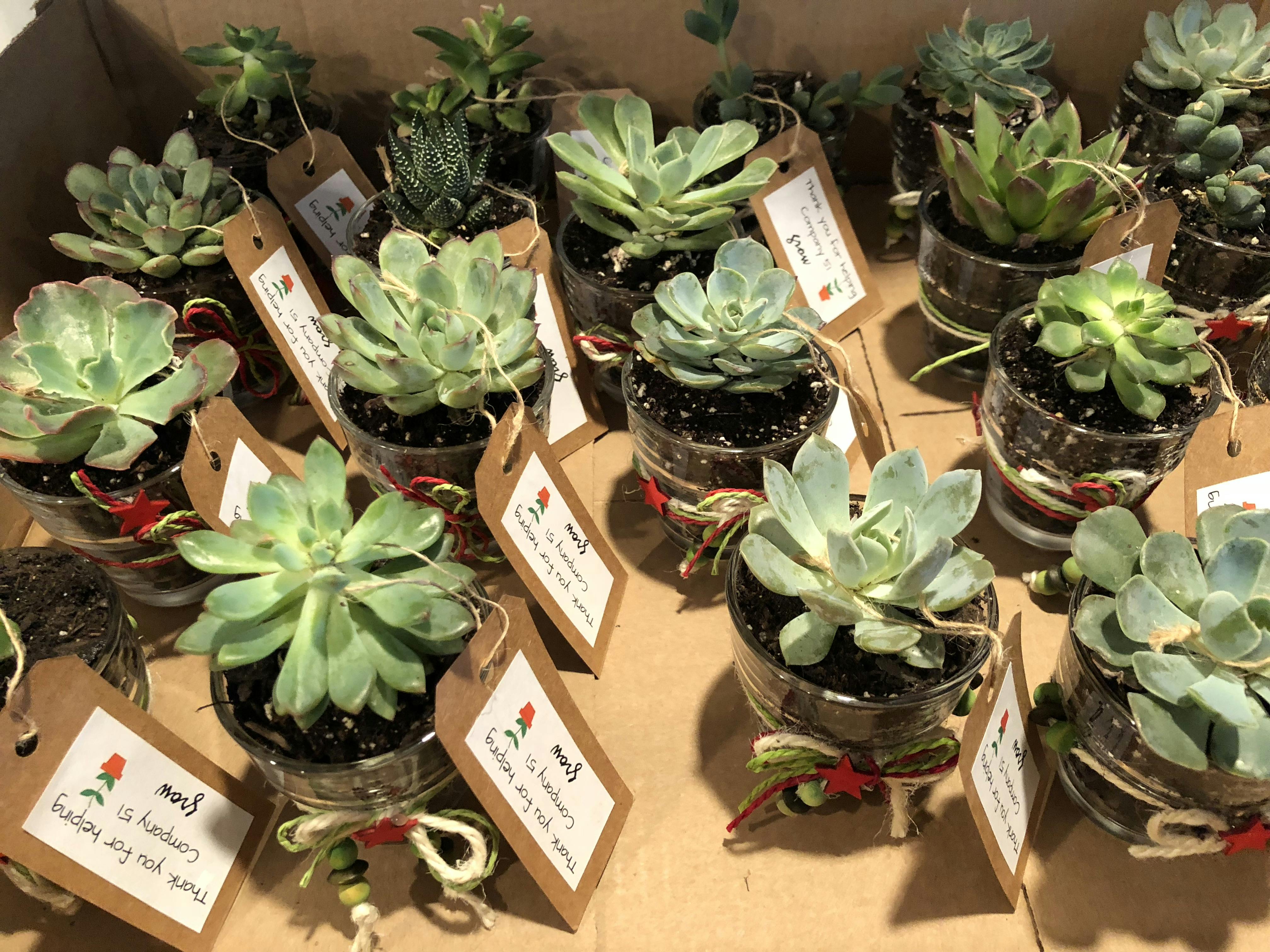 2 Assorted Succulent Wedding Succulent Favors For Sale Bulk Succulents 0330